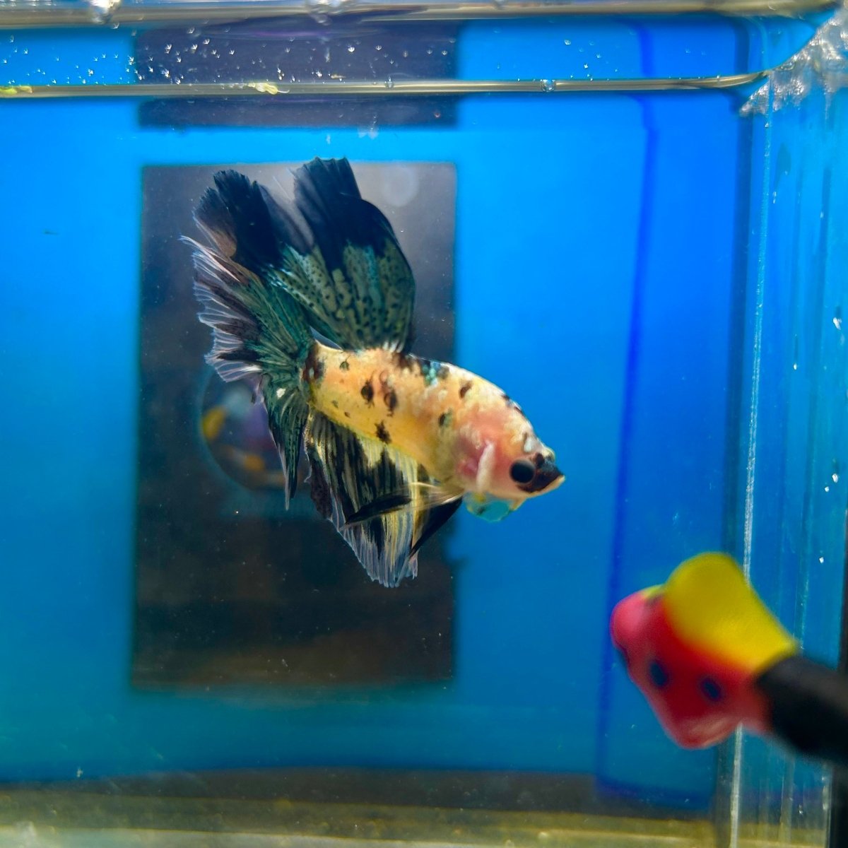 Yellow Koi Galaxy Halfmoon - Male Betta 167