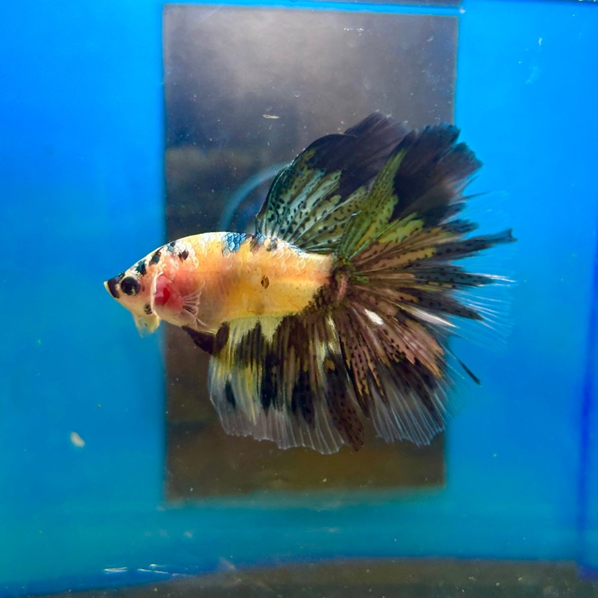 Yellow Koi Galaxy Halfmoon - Male Betta 167