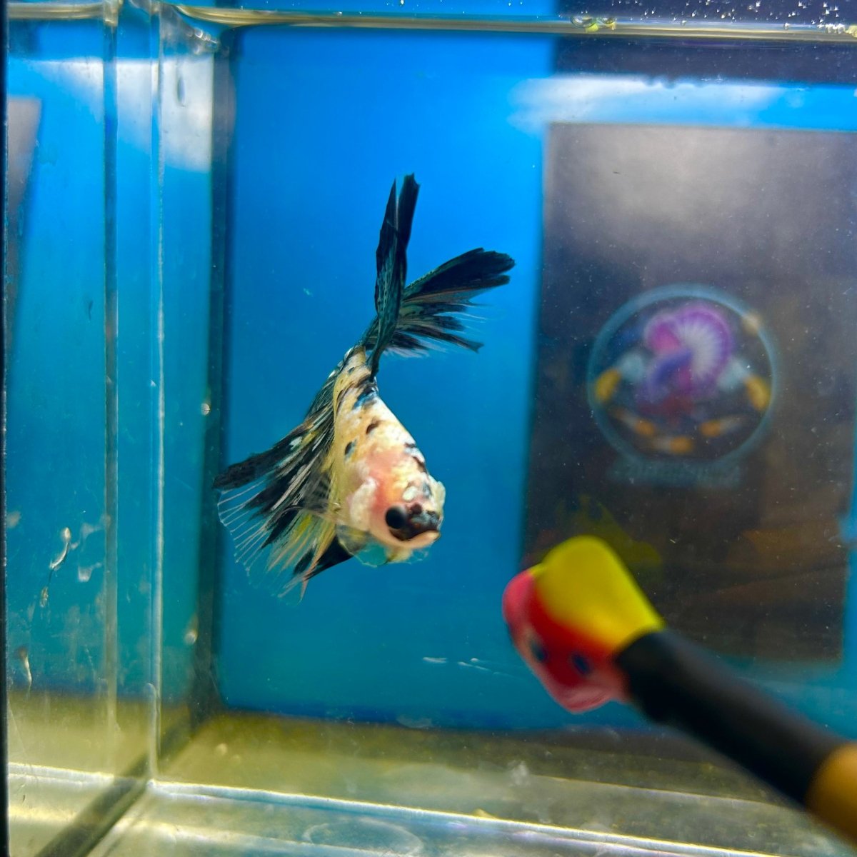 Yellow Koi Galaxy Halfmoon - Male Betta 167