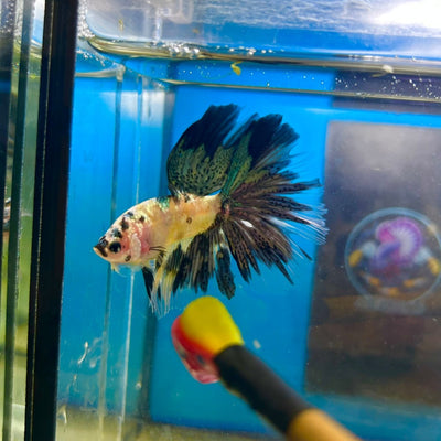 Yellow Koi Galaxy Halfmoon - Male Betta 167