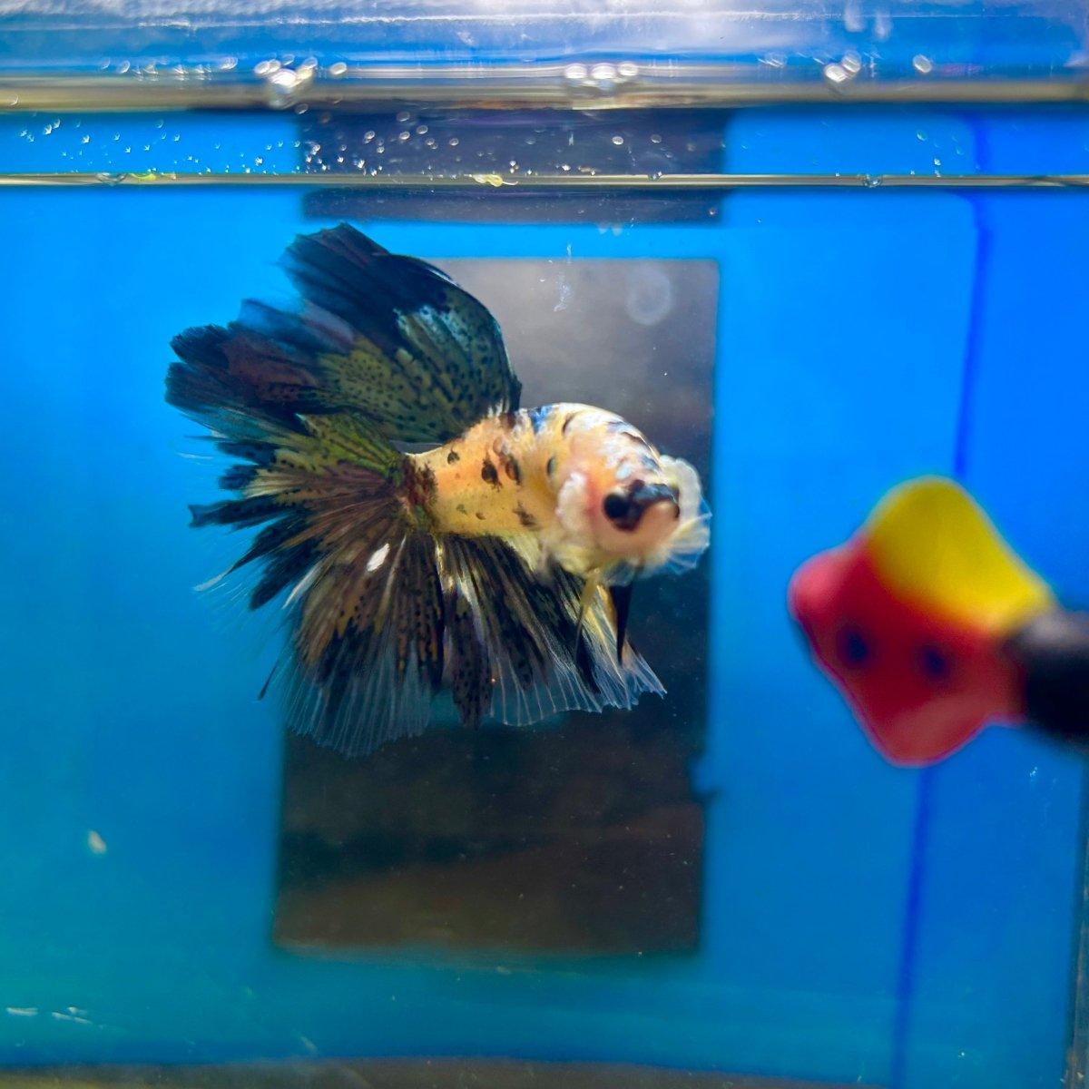 Yellow Koi Galaxy Halfmoon - Male Betta 167