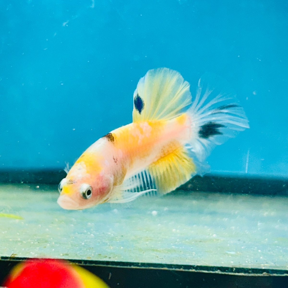 Yellow Koi Galaxy Plakat - Male Betta 068