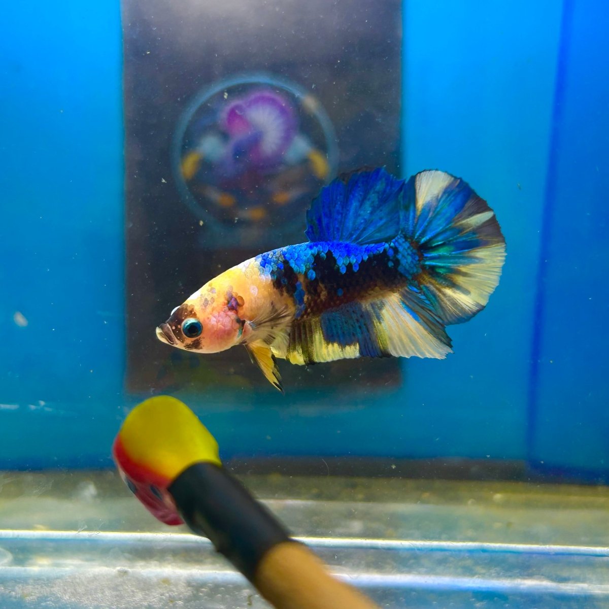 Yellow Koi Galaxy Plakat - Male Betta 084