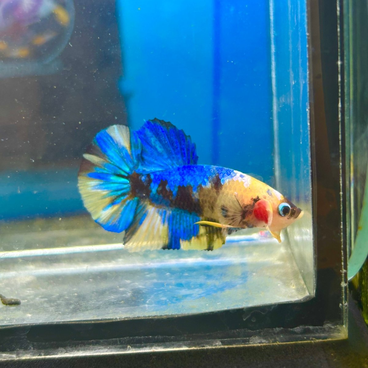 Yellow Koi Galaxy Plakat - Male Betta 084