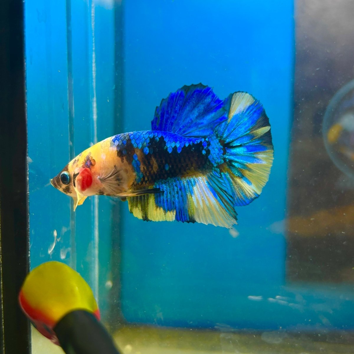 Yellow Koi Galaxy Plakat - Male Betta 084