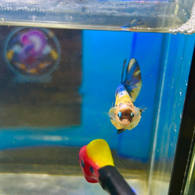 Yellow Koi Galaxy Plakat - Male Betta 084