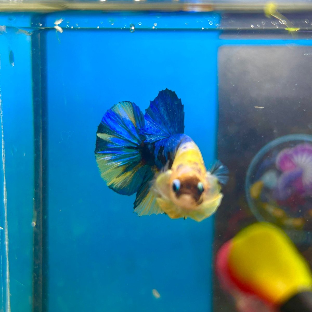 Yellow Koi Galaxy Plakat - Male Betta 084