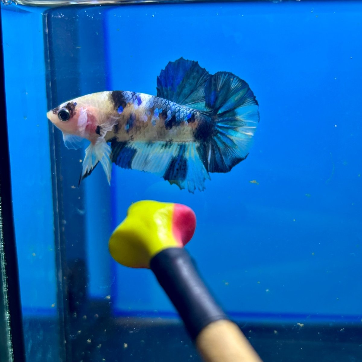 Yellow Koi Galaxy Plakat - Male Betta 088