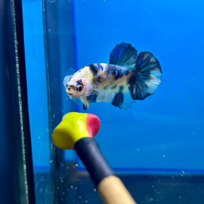 Yellow Koi Galaxy Plakat - Male Betta 088