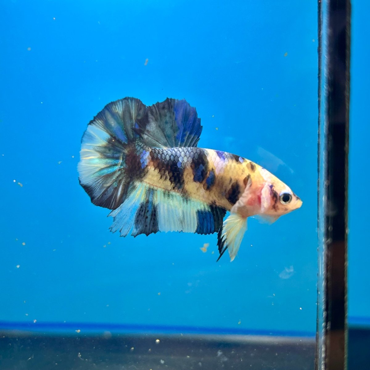 Yellow Koi Galaxy Plakat - Male Betta 088