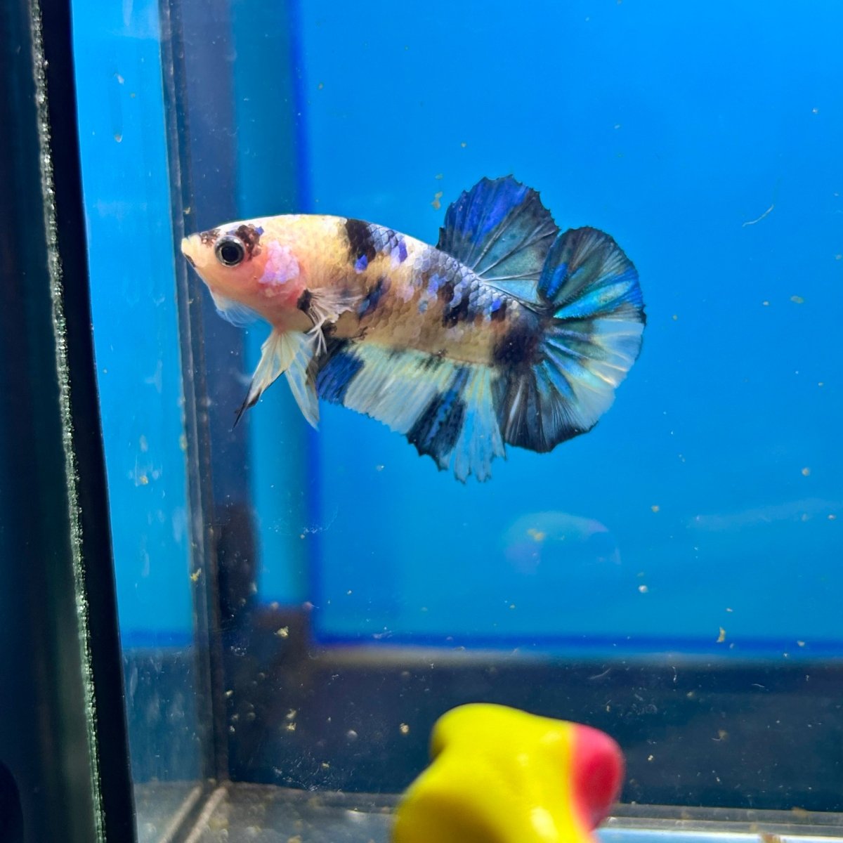 Yellow Koi Galaxy Plakat - Male Betta 088