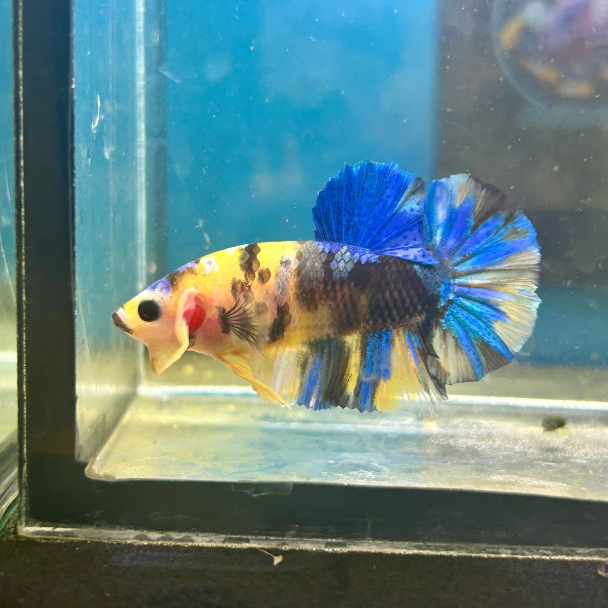 Yellow Koi Galaxy Plakat - Male Betta 089