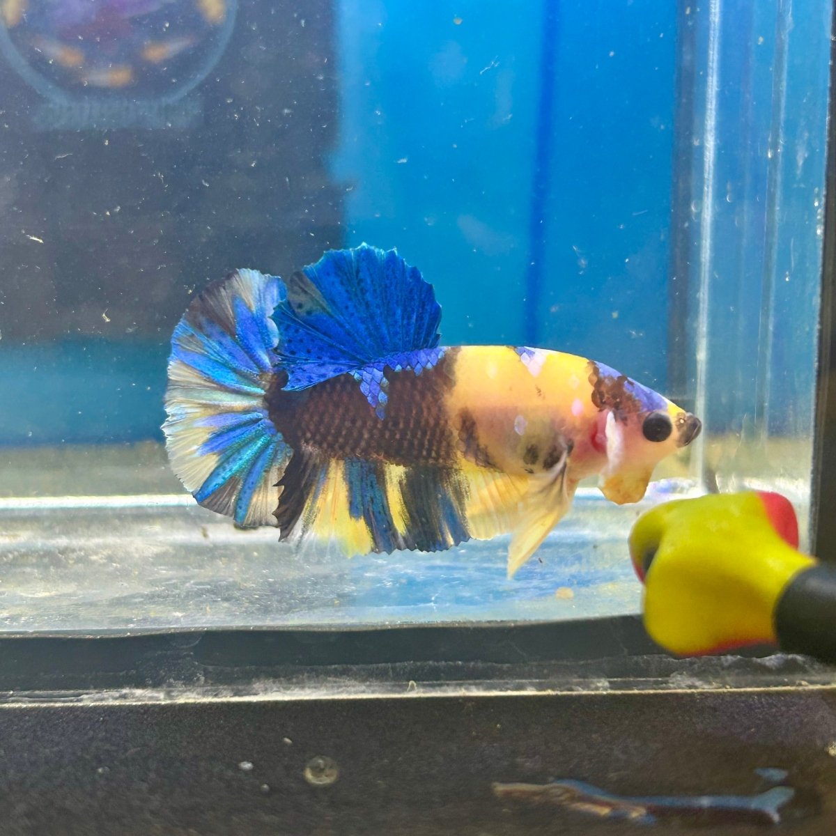 Yellow Koi Galaxy Plakat - Male Betta 089