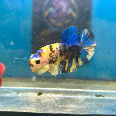 Yellow Koi Galaxy Plakat - Male Betta 089
