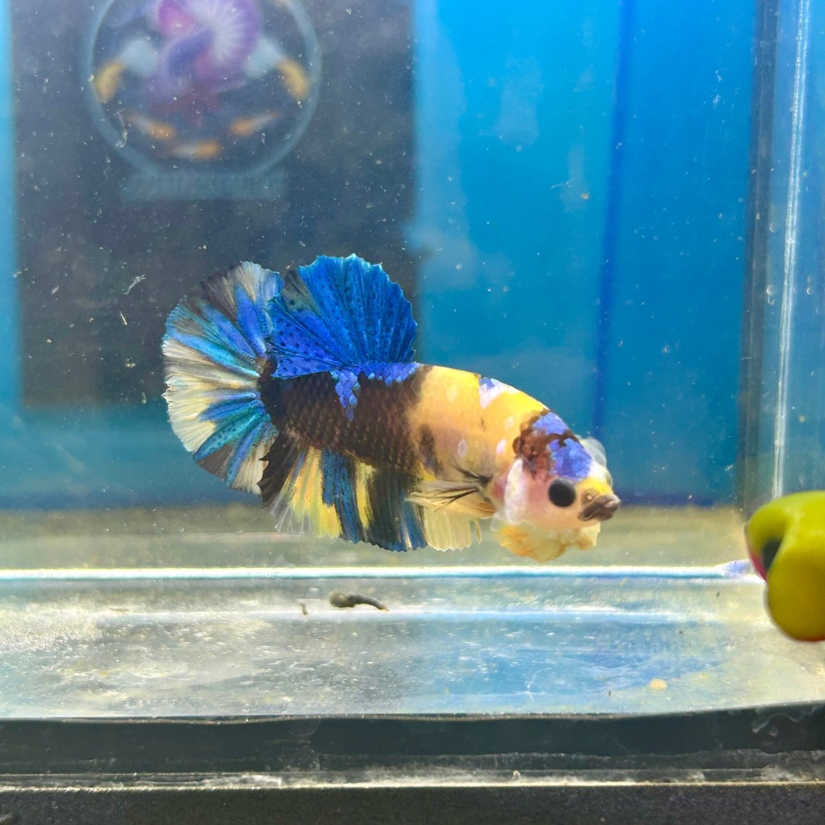 Yellow Koi Galaxy Plakat - Male Betta 089