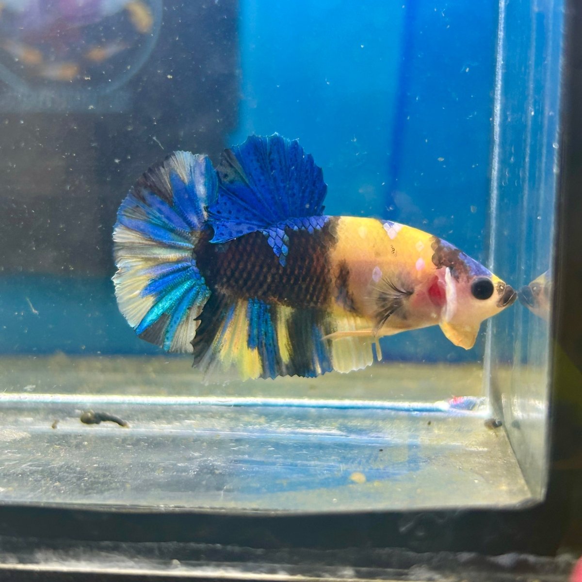 Yellow Koi Galaxy Plakat - Male Betta 089