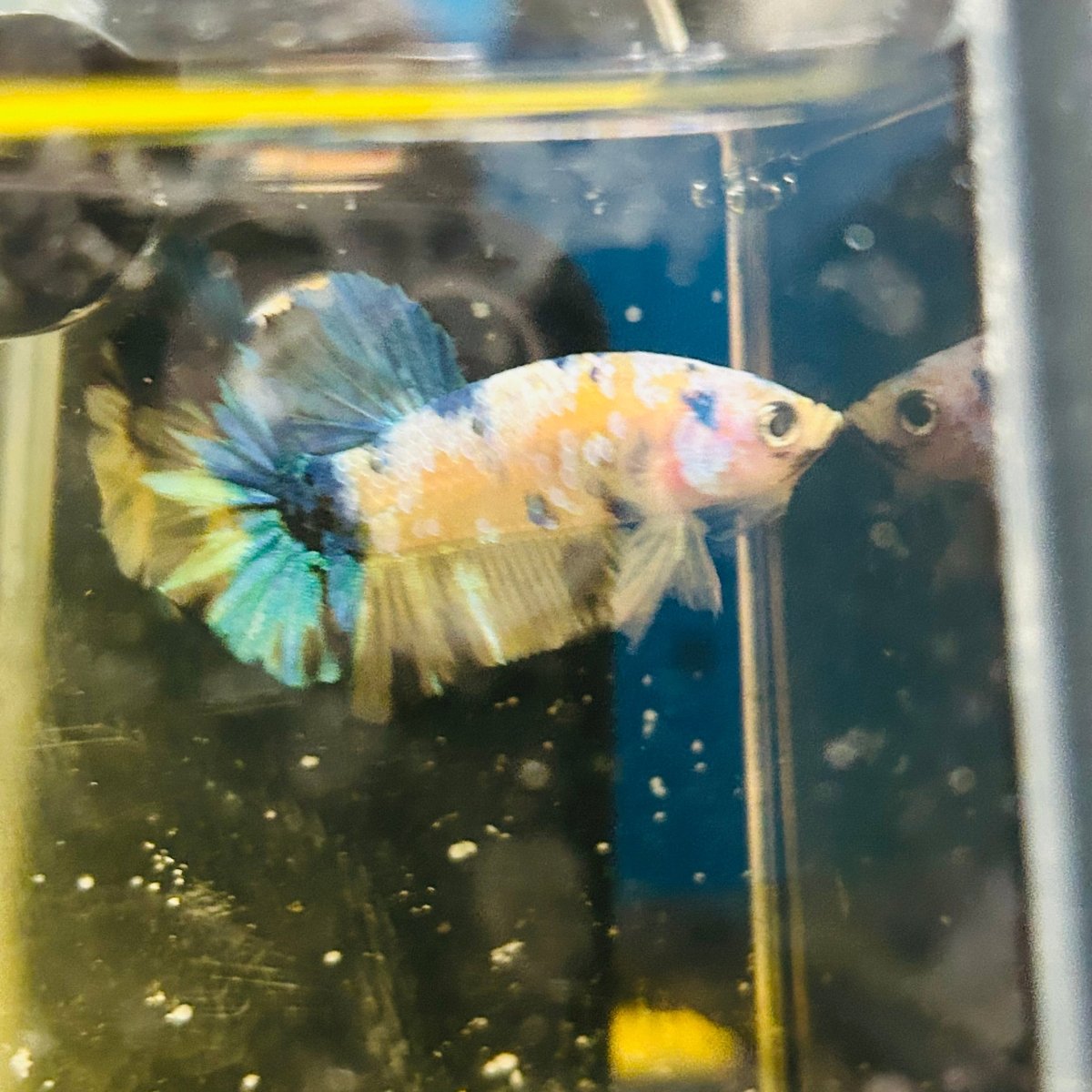 Yellow Koi Galaxy Plakat - Male Betta A01