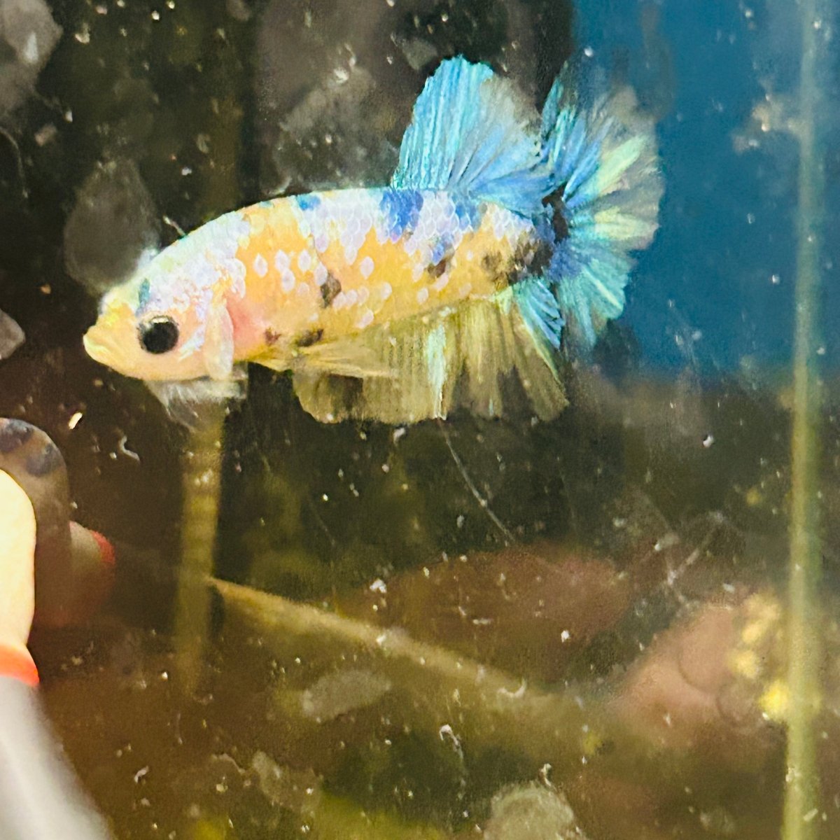 Yellow Koi Galaxy Plakat - Male Betta A01