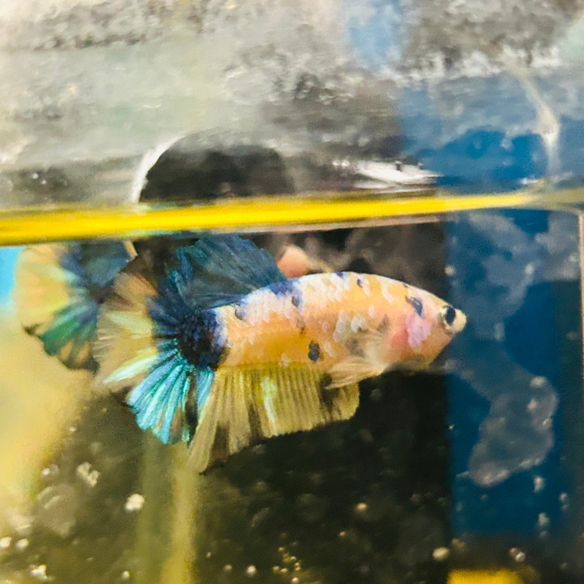 Yellow Koi Galaxy Plakat - Male Betta A01