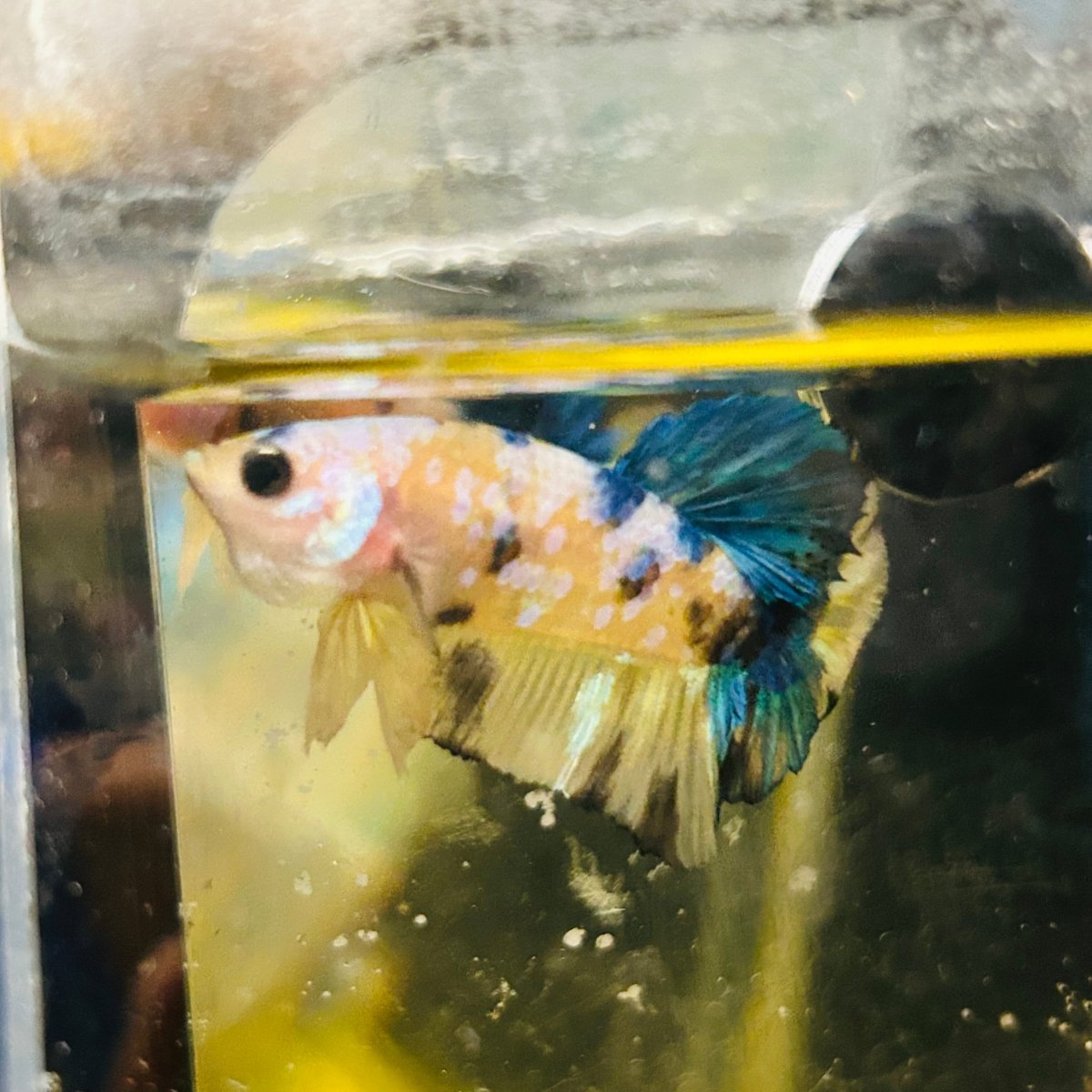 Yellow Koi Galaxy Plakat - Male Betta A01