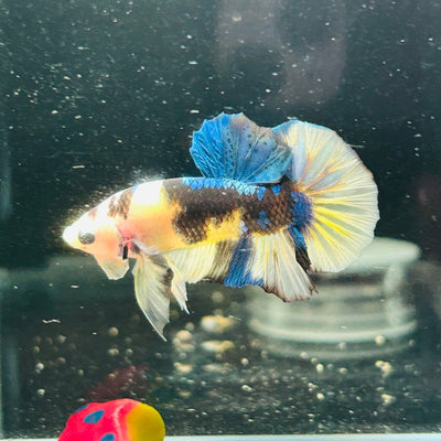 Yellow Koi Galaxy Plakat - Male Betta A146