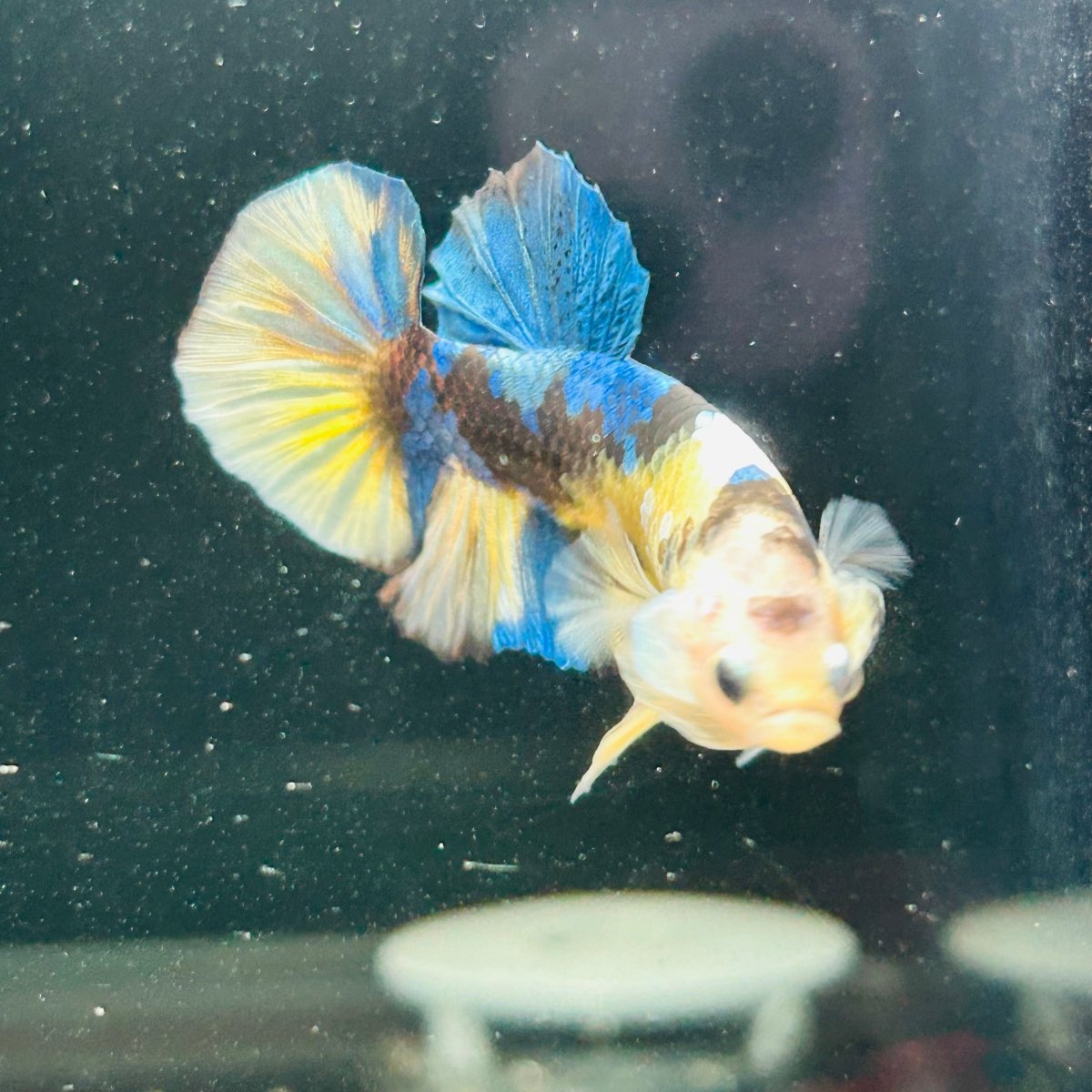 Yellow Koi Galaxy Plakat - Male Betta A146
