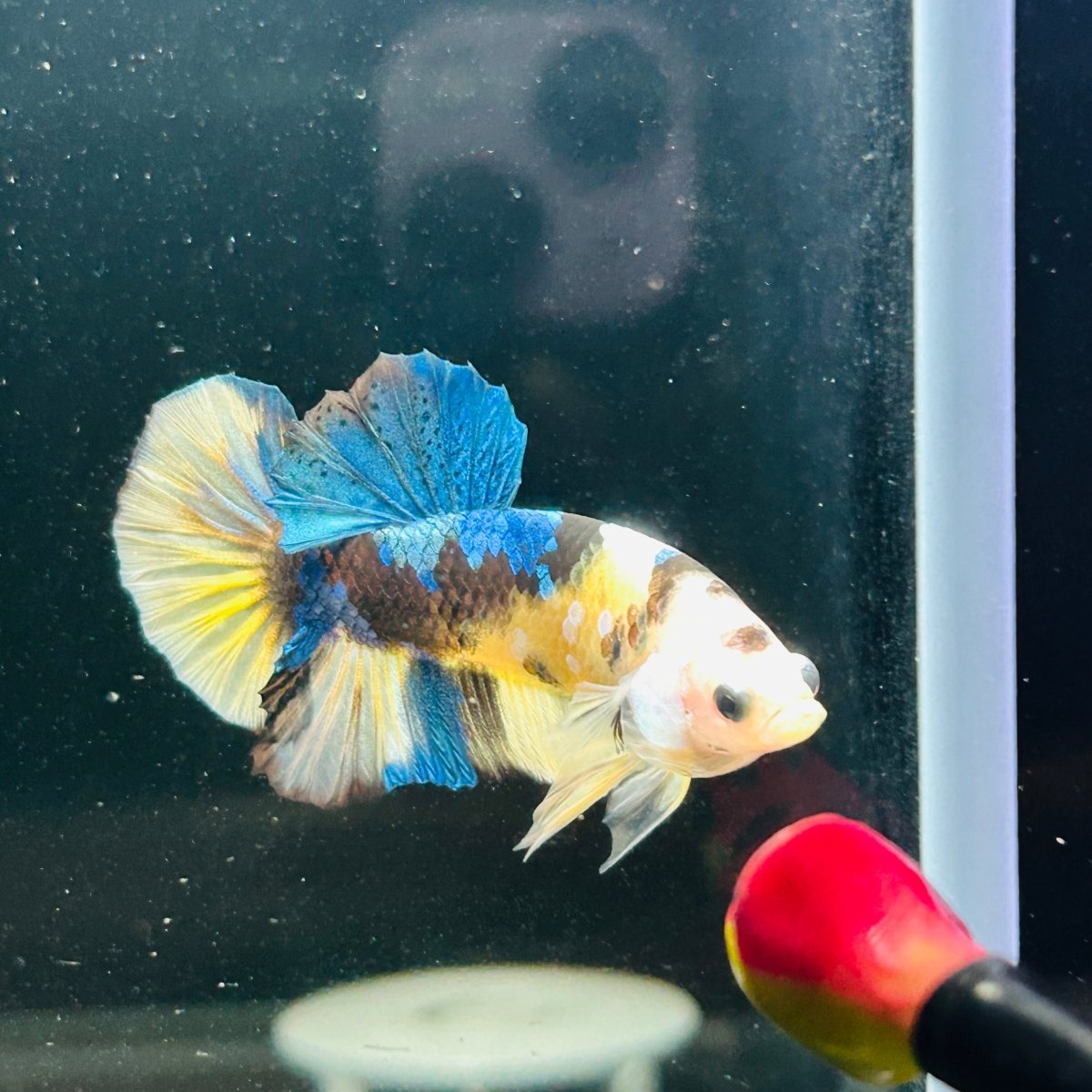Yellow Koi Galaxy Plakat - Male Betta A146