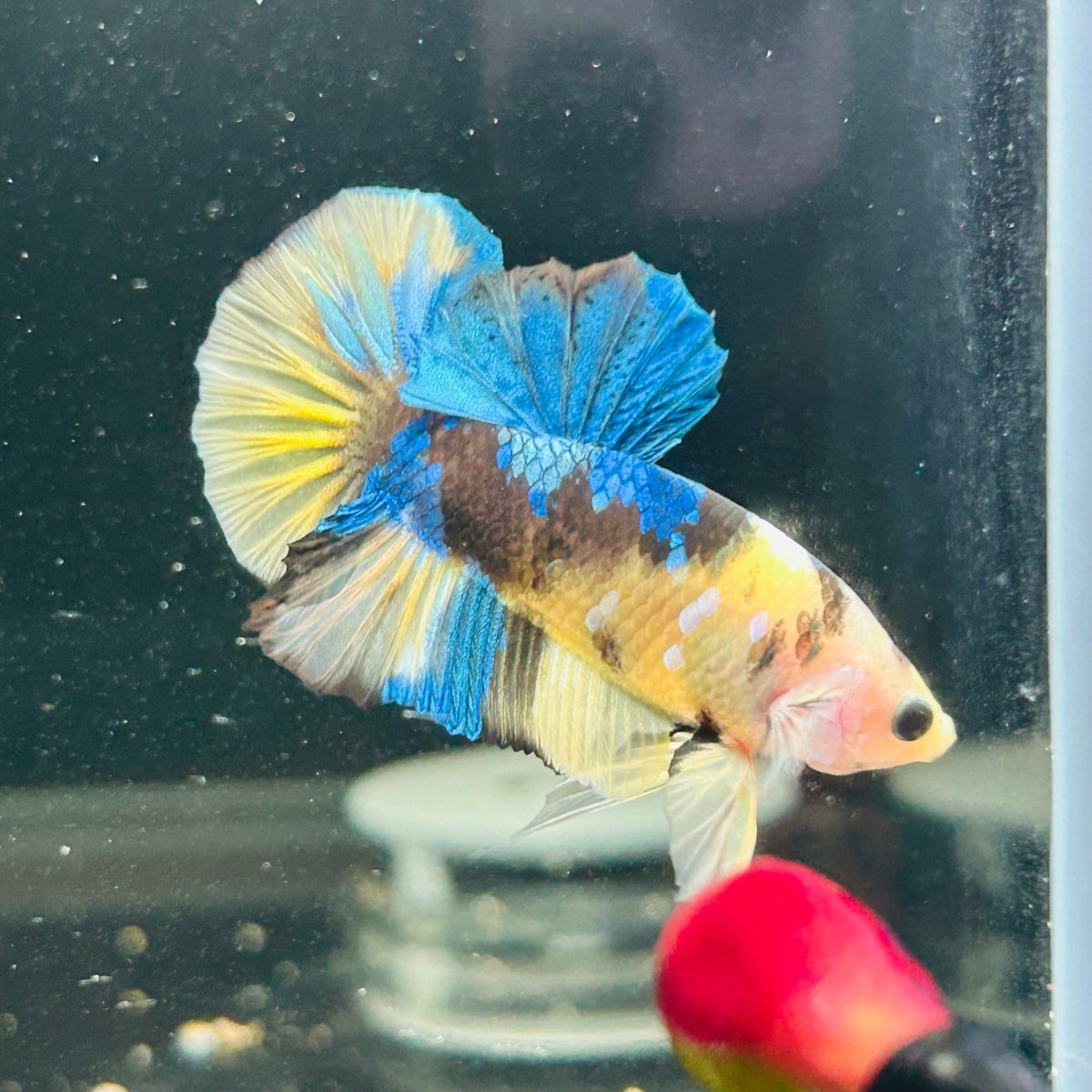 Yellow Koi Galaxy Plakat - Male Betta A146