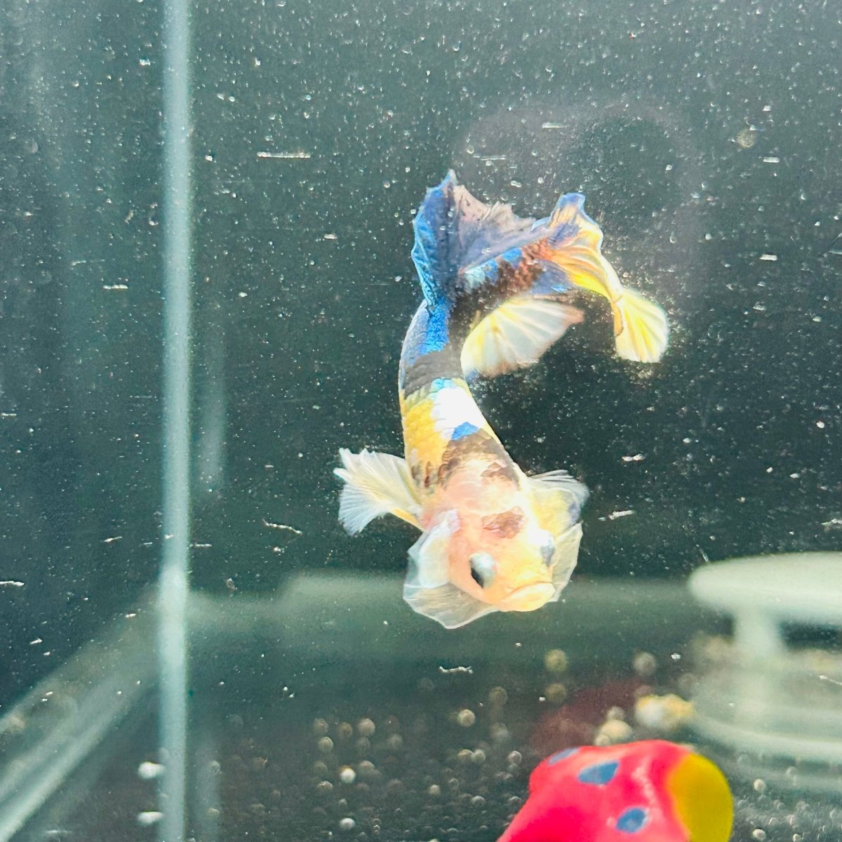 Yellow Koi Galaxy Plakat - Male Betta A146