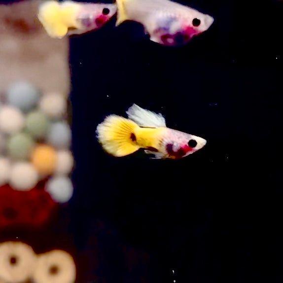 Yellow Koi Glass Belly Short Body - Guppy