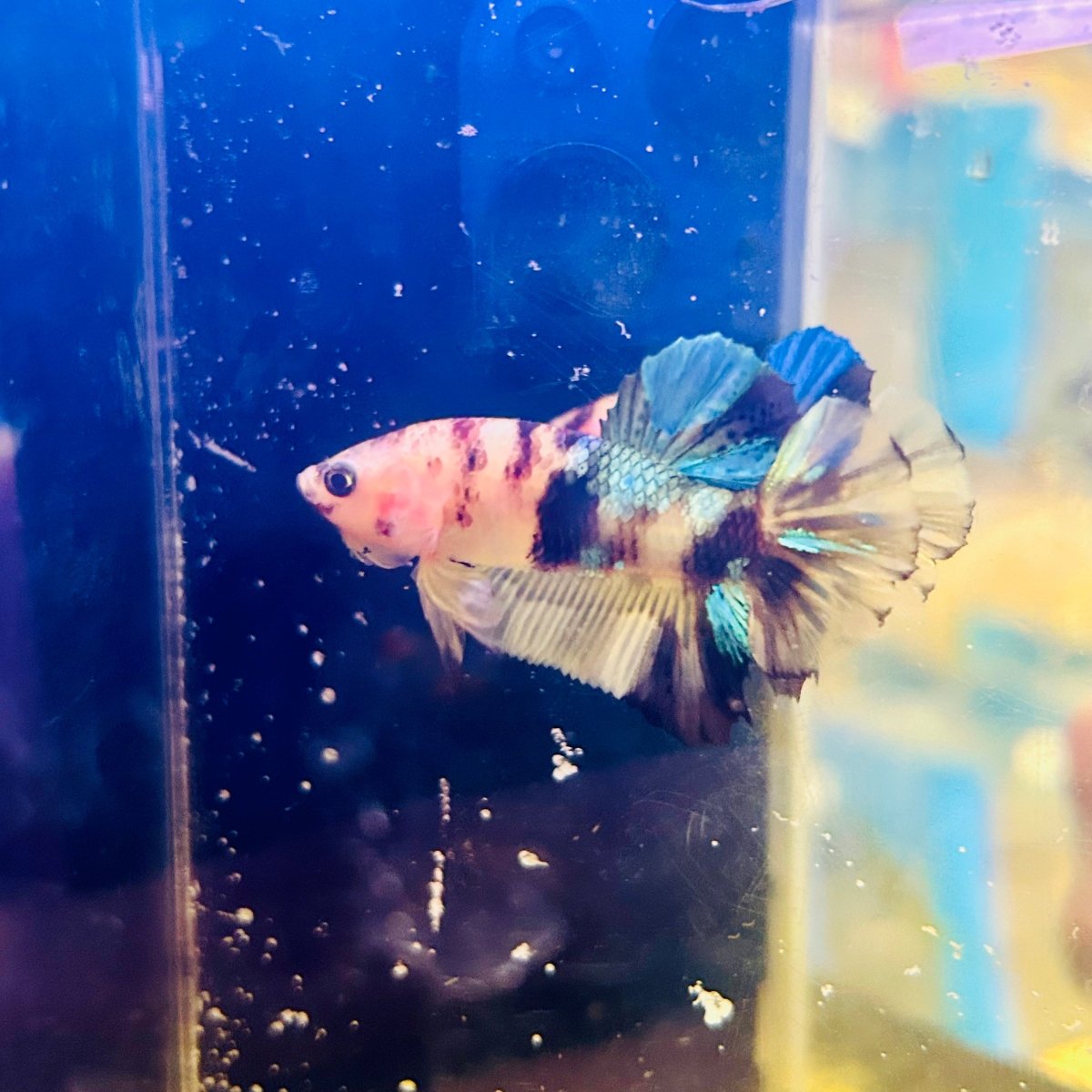 Yellow Koi Plakat - Male Betta A29
