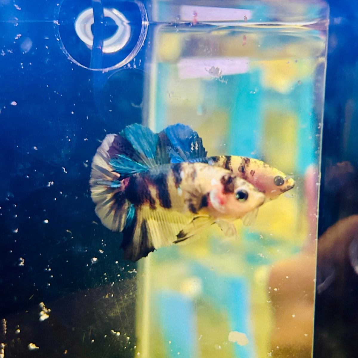 Yellow Koi Plakat - Male Betta A29