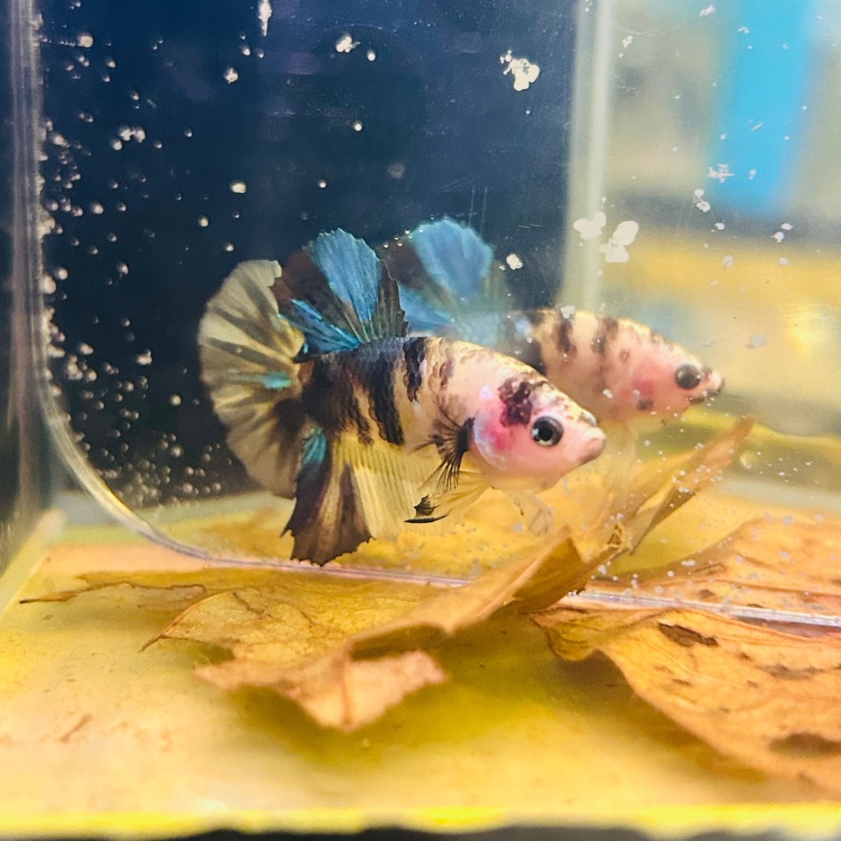 Yellow Koi Plakat - Male Betta A29