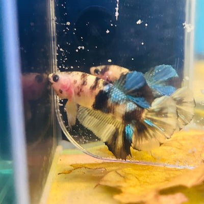 Yellow Koi Plakat - Male Betta A29