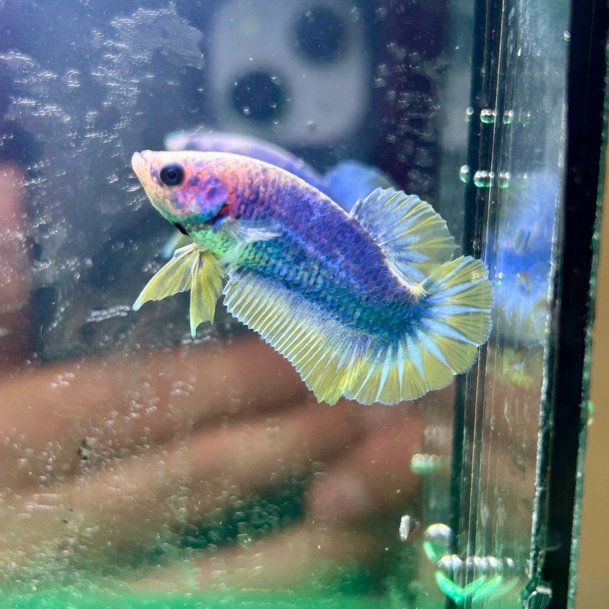Yellow Mascot Plakat - Female Betta 023