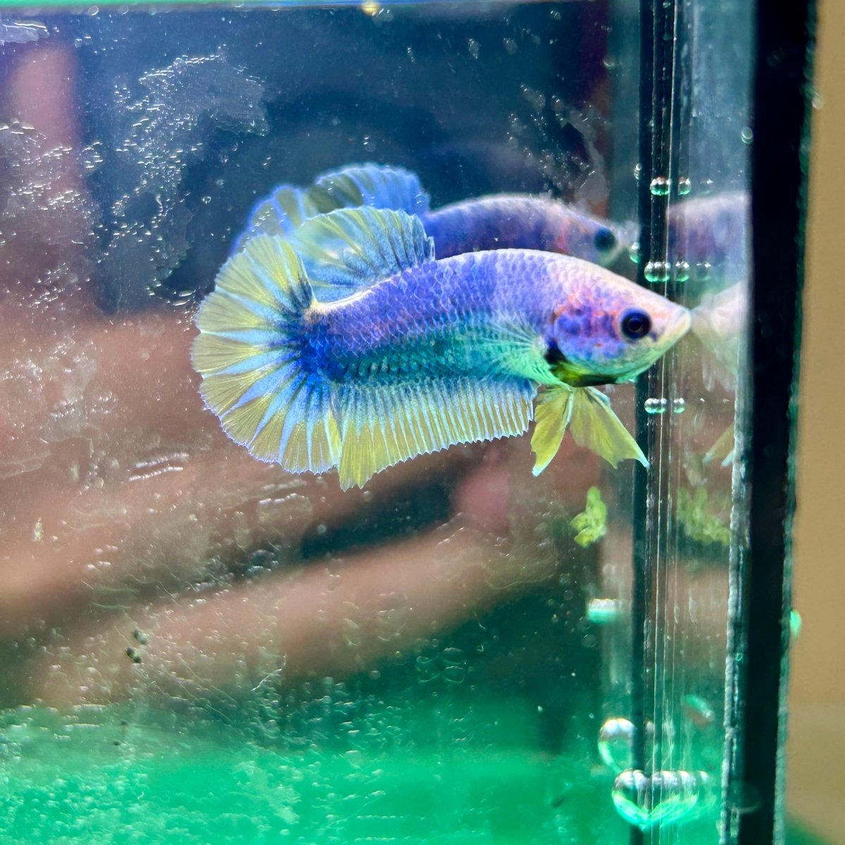 Yellow Mascot Plakat - Female Betta 023