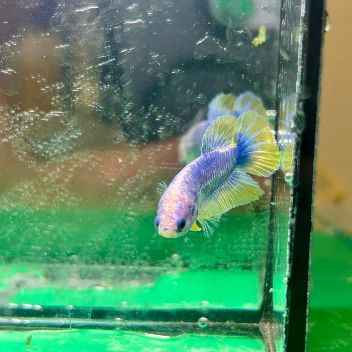 Yellow Mascot Plakat - Female Betta 023