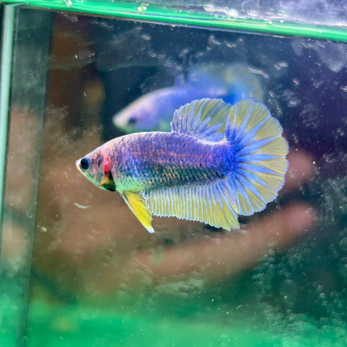 Yellow Mascot Plakat - Female Betta 023