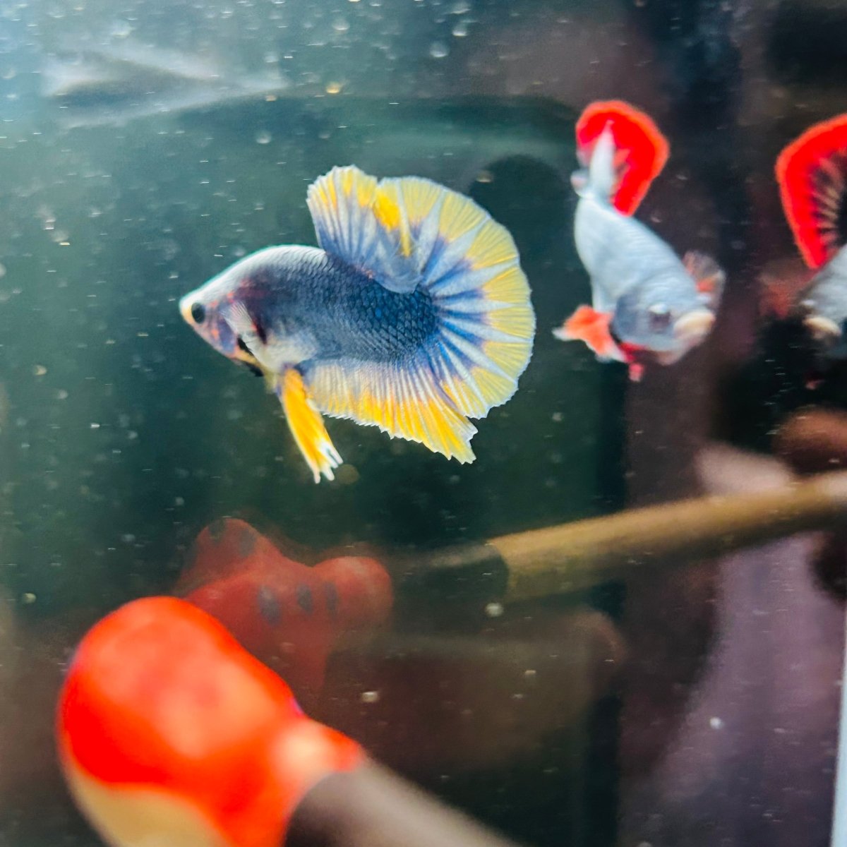Yellow Mascot Plakat - Male Betta A20