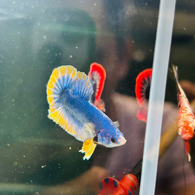 Yellow Mascot Plakat - Male Betta A20