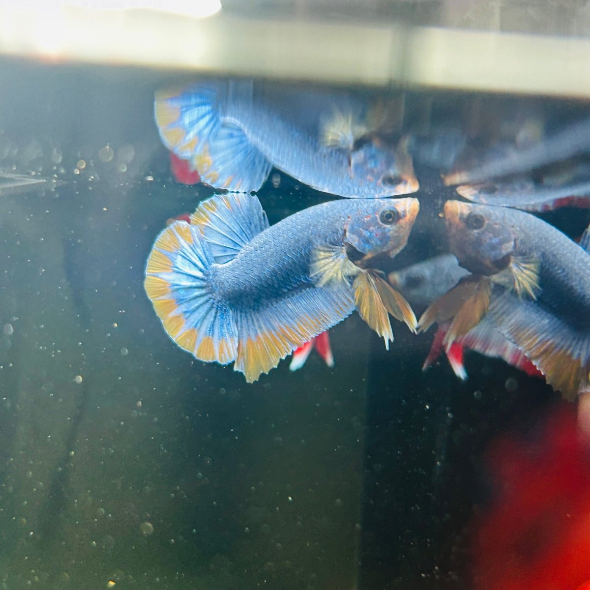 Yellow Mascot Plakat - Male Betta A20