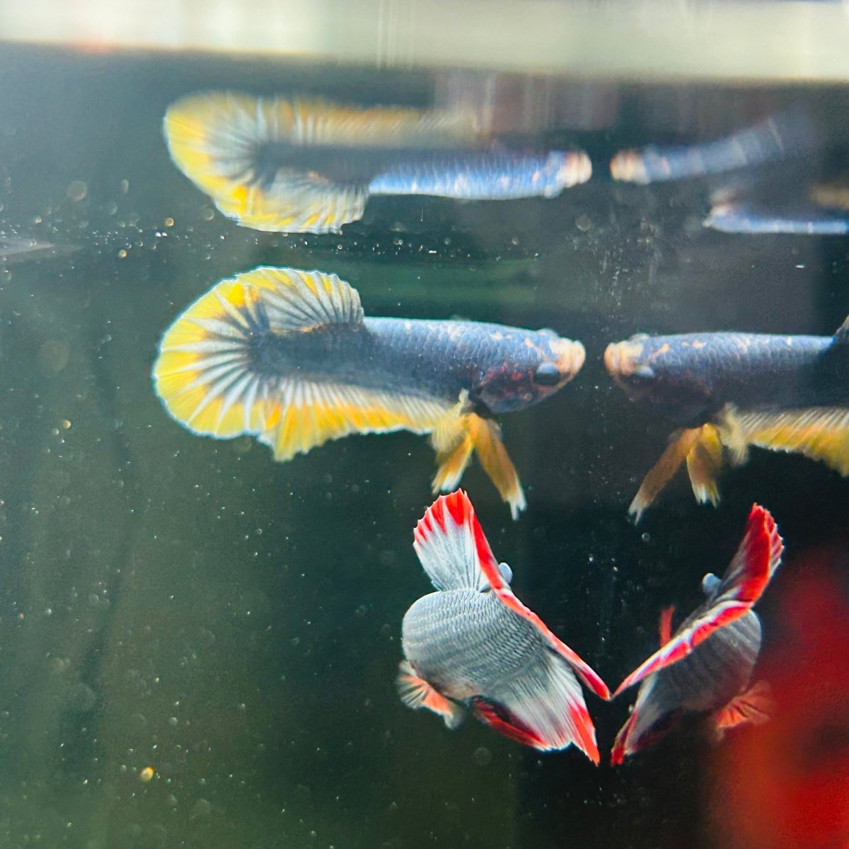 Yellow Mascot Plakat - Male Betta A20