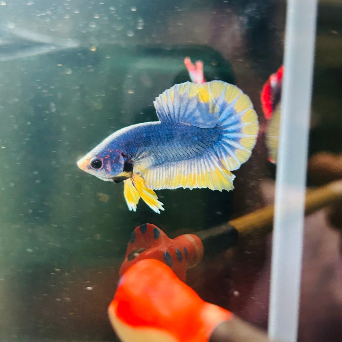 Yellow Mascot Plakat - Male Betta A20