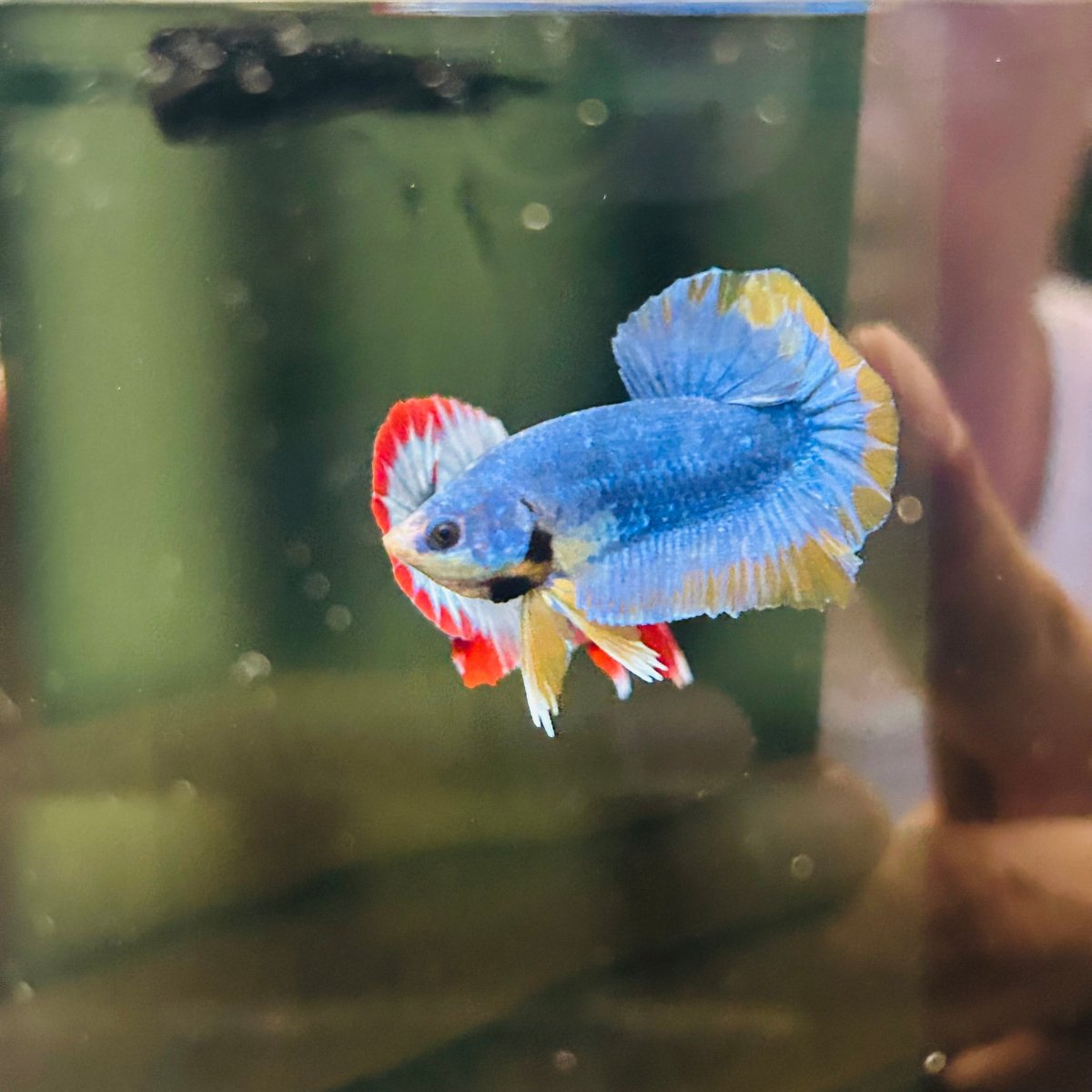 Yellow Mascot Plakat - Male Betta A20