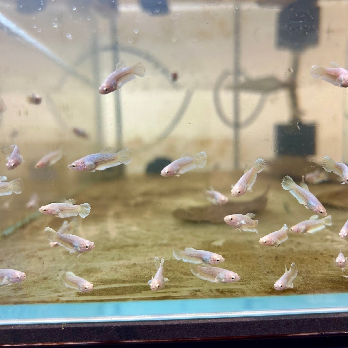 Yellow Pineapple Dumbo - Baby Betta