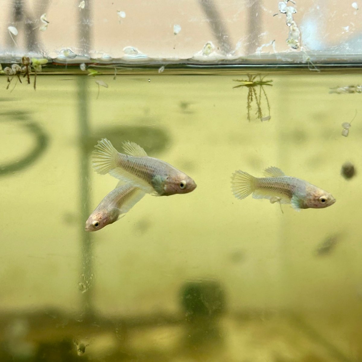 Yellow Pineapple Dumbo - Baby Betta