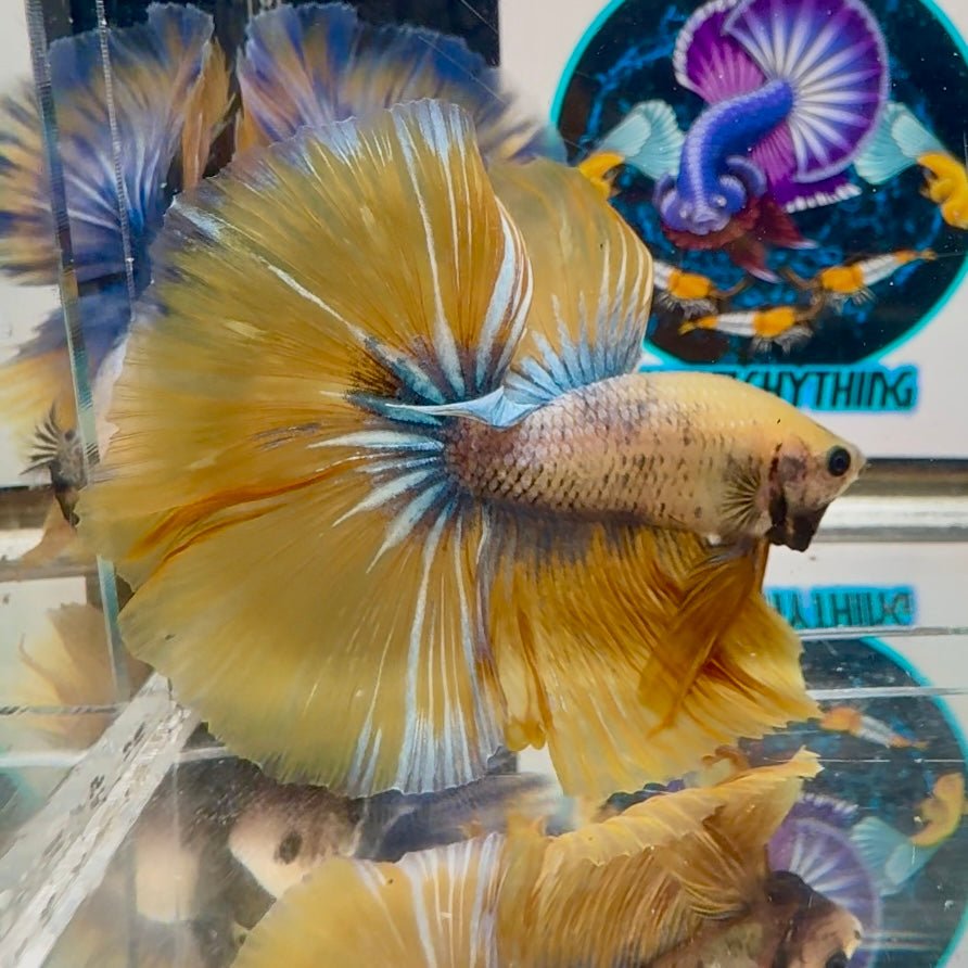 Yellow White Star A67 Halfmoon - Male Betta