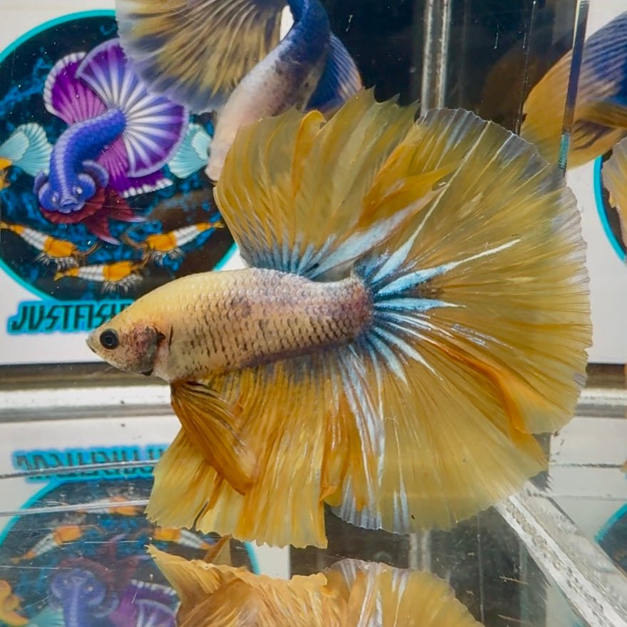 Yellow White Star A67 Halfmoon - Male Betta