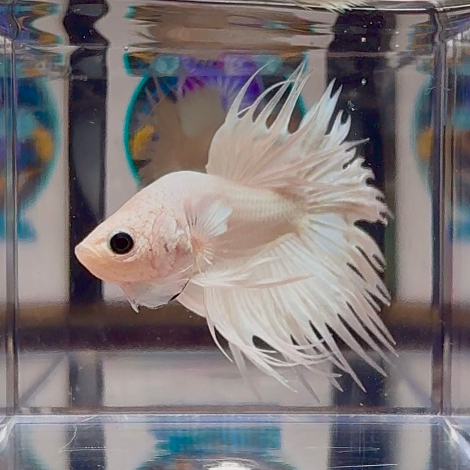 Young White Crowntail Halfmoon A107 - Male Betta