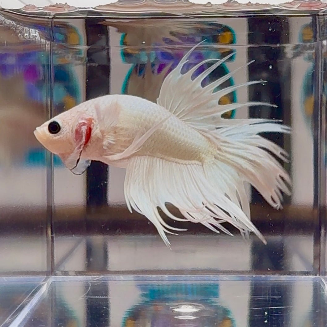 Young White Crowntail Halfmoon A107 - Male Betta